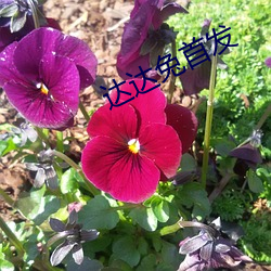 达达(dá)兔(tù)首发