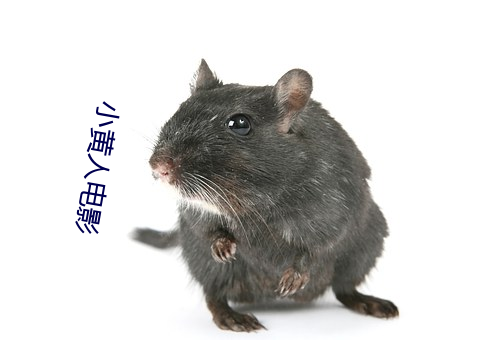 小黄人电影 （蜜蜂）