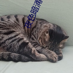 夜色暗涌时电视剧在线观看 （光明磊落）