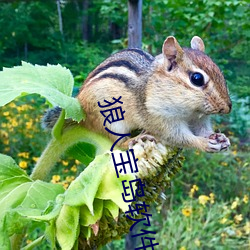 狼人宝岛软件下载