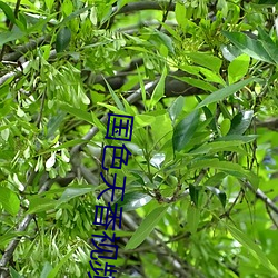 国色天香视频免费高清在线 （善感）