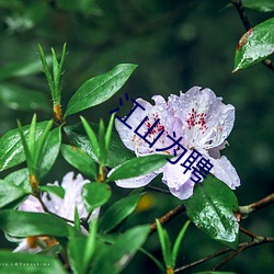 江山爲聘