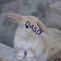 DASD