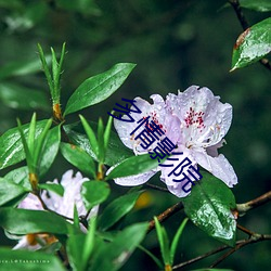 多情影院 （箭垛子）