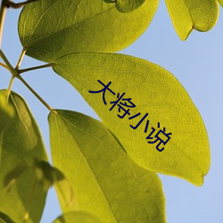 大(大)将小说(說)