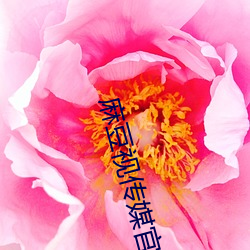 麻豆视传媒官方网站入口进