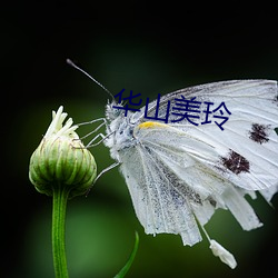 华山美玲