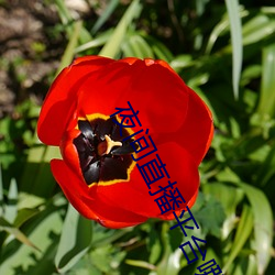 夜间(jiān)直播平(píng)台哪(nǎ)个好用