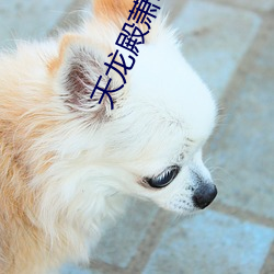 天龙殿萧琰(琰)