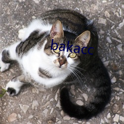 bakacc