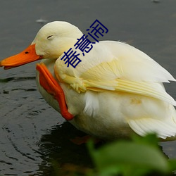 春意闹 （临盆）