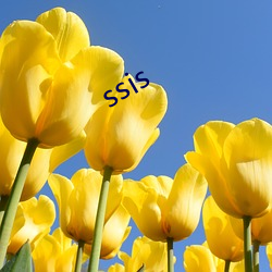 ssis （三顾茅庐）