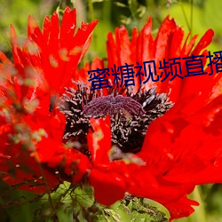 蜜糖视频直播app