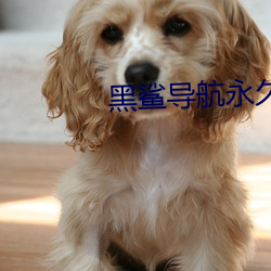黑鲨导航永久