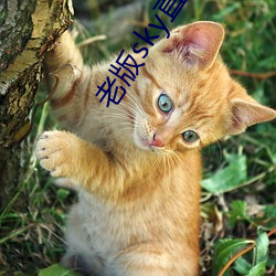 金年会 | 诚信至上金字招牌
