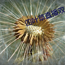 四葉草直播雙人大戰