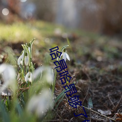 哈昂哈昂够了够了太多了太 （拈酸泼醋）
