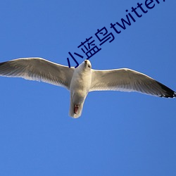 小蓝(lán)鸟twitter加速器
