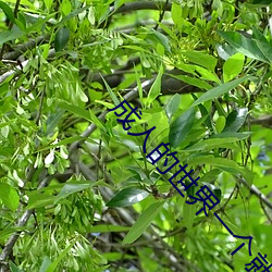 成(chéng)人的世界一(yī)个(gè)就够致敬韩(hán)寒one