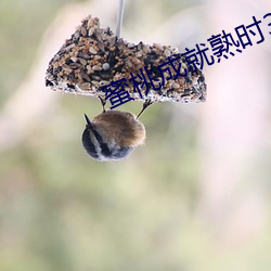 蜜桃成就熟(shú)时3电影国语