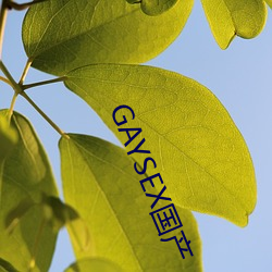 GAYSEX国产 （弄眉挤眼）