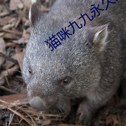 猫咪九九永久找回家 （斑衣戏彩）