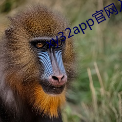 xy32app官网入口ios