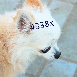 4338x