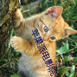 凯时|AG(AsiaGaming)优质运营商