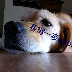 春宵一夜(yè)app网(wǎng)站