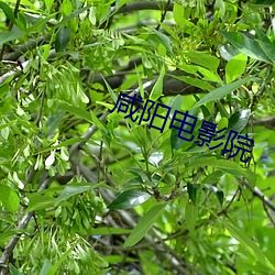 鹹陽電影院