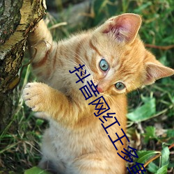 抖音网红王(wáng)多鱼打扑克视频全程(chéng)播(bō)放被网友疯传