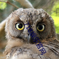718娱乐官网(網)