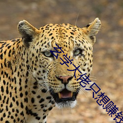 玄学大佬只想赚钱