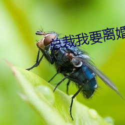 总裁我要离(lí)婚