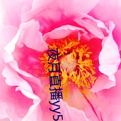 夜月直播yy55app