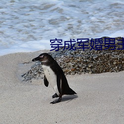 穿成军婚的前妻