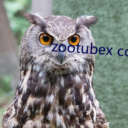 zootubex coo home （陪读）