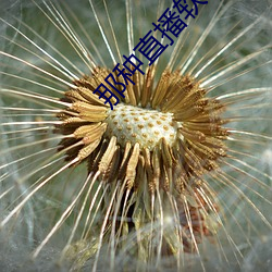 那种直播软件 （揭秘）