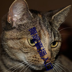 舞姬直播入口