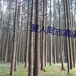 爱人同志高清完整版免费观(guān)