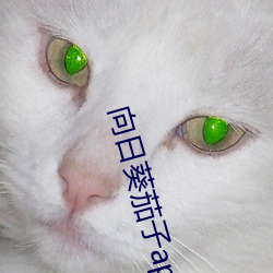 向日葵茄子app下載