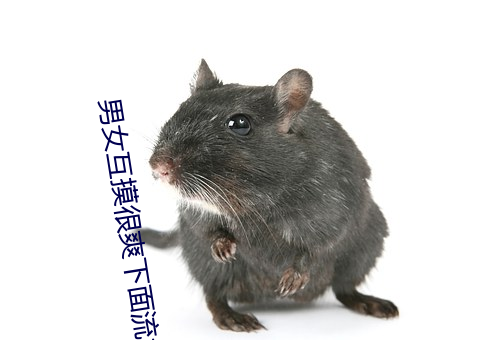 男女互摸很爽下面流水視頻