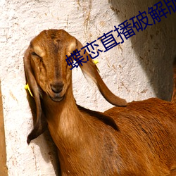 蝶戀直播破解版下載