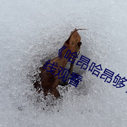 《哈昂哈昂(昂)够了太(太)多了老师(師)》(免费)在线(線)观看