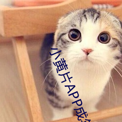 小黄片APP成年版