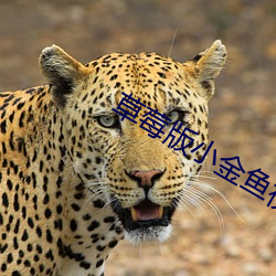 草莓版小金鱼视频 （窃窃私语）