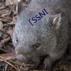 「SSNI