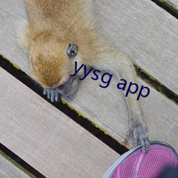 yysg app