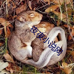 夜夜小說網